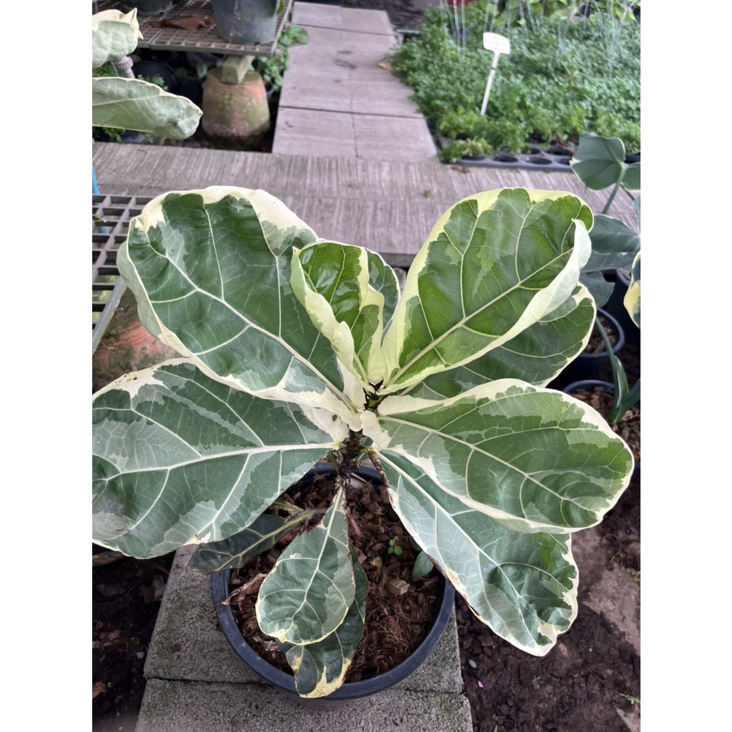 มุมมอง 2