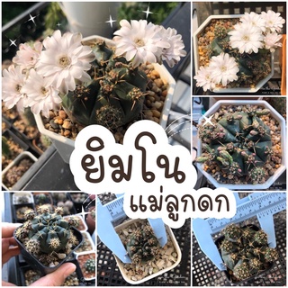 ยิมโนแม่ลูกดก📌ส่งทั้งกระถาง 2 นิ้ว🌵ยิมโนคาไลเซียม Gymnocalycium