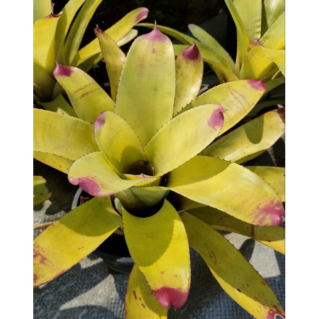 สับปะรดสีนีโอซันคิงไม้แดดสวยๆ - รูปที่ 5