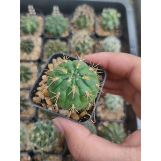 ยิมโนยูรีเพิลรั่ม Gymnocalycium eurypleurum 🌵🌎🌵🌎🌵🌎