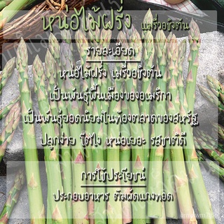 เมล็ดพันธุ์ หน่อไม้ฝรั่ง เมรี่วอชิงตัน 60 เมล็ด Mary Washington Asparagus Seed เมล็ดพันธุ์แท้นำเข้าจากต่างประเทศ ปลูกผัก