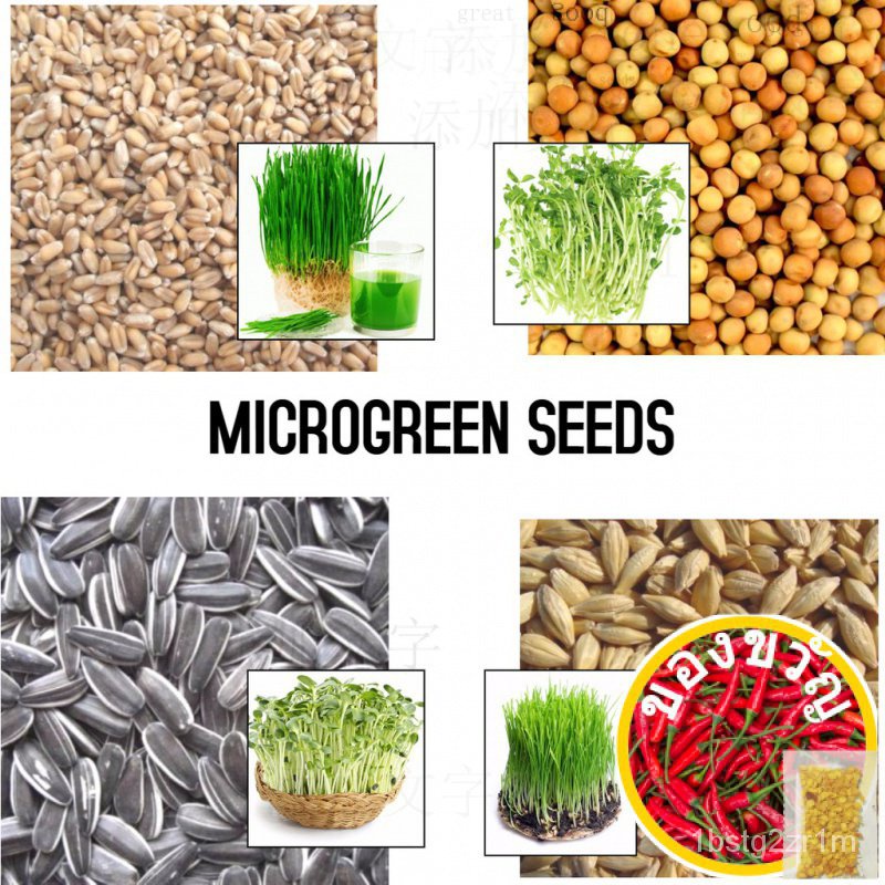 Microgreen Seeds (250กรัม) ขายปลีกกระโปรง/ผักกาดหอม/ดอกทานตะวัน/เมล็ด/พาสต้า/กุหลาบ/เมล็ด/สวน/แม่และ