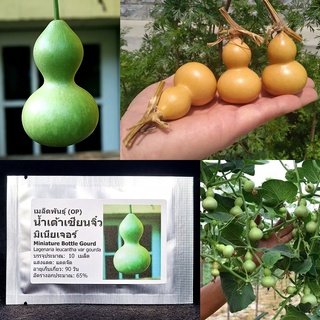 เมล็ดพันธุ์ น้ำเต้าเซียนจิ๋ว มิเนียเจอร์ Miniature Bottle Gourd 5 เมล็ด น้ำเต้าเซียน คุณภาพดี ของแท้ 100%