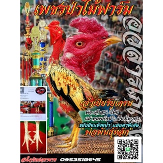 ไข่ไก่ชนสายเลือดเงินล้านพิเศษ5ฟอง480บาท