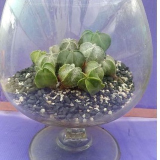 ชุดของขวัญ,ของชำร่วย.star shape cactus star shape