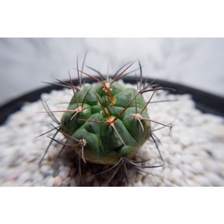 กระบองเพชร Gymnocalycium cardenasianum ขนาด 4 cm ไม้เพาะเมล็ด