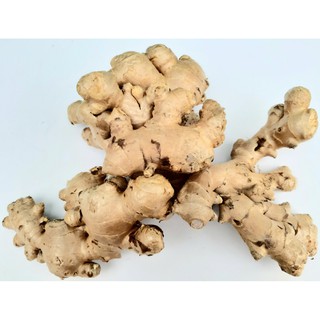 ขิงสด ขิงแก่ Fresh Ginger สมุนไพรไทย สำหรับประกอบอาหารและเครื่องดื่มเพื่อสุขภาพ น้ำหนัก 1,000 กรัม