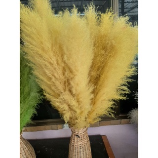 PTN ดอกเลาย้อมสี สีเหลือง ขนาด 90-100cm. ราตาต่อก้าน