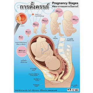 โปสเตอร์เรื่องการตั้งครรภ์ #EP-083 โปสเตอร์พลาสติก