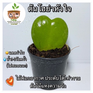 ต้นโฮย่าหัวใจ จัดส่ง 2 ต้นขึ้นไป คละแบบได้