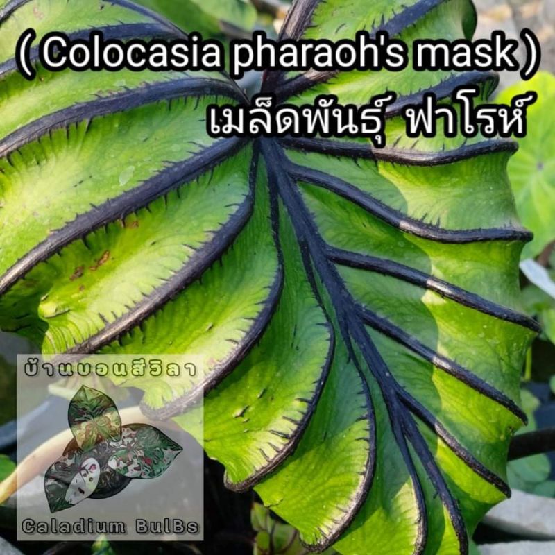 Colocasia pharaoh's mask เมล็ดพันธุ์ ฟาโรห์ ของแท้ 1,000,000% (10-15เมล็ด)