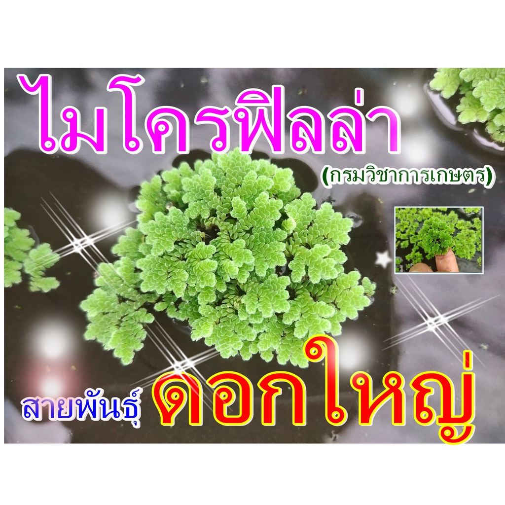 แหนแดง (สายพันธุ์เกษตร) บรรจุ 1 กิโลกรัม (azolla microphylla)