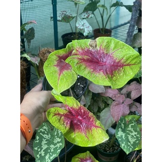 Caladium Lemon Blush🍋CALADIUM LEMON BLUSH 🍋