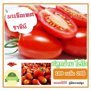 เมล็ดมะเขือเทศราชินี 100 เมล็ด 20 บาท ปลูกง่าย โตไว