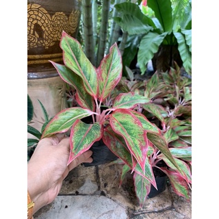 Aglaonema Siam Aurora Lipstick ต้นแสงเงินแสงทอง ส่งพร้อมถุงดำ