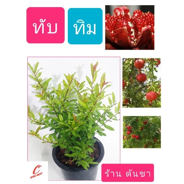 ทับทิม ทับทิมแดง ต้นทับทิม ไม้มงคล