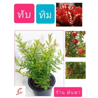 ทับทิม ทับทิมแดง ต้นทับทิม ไม้มงคล