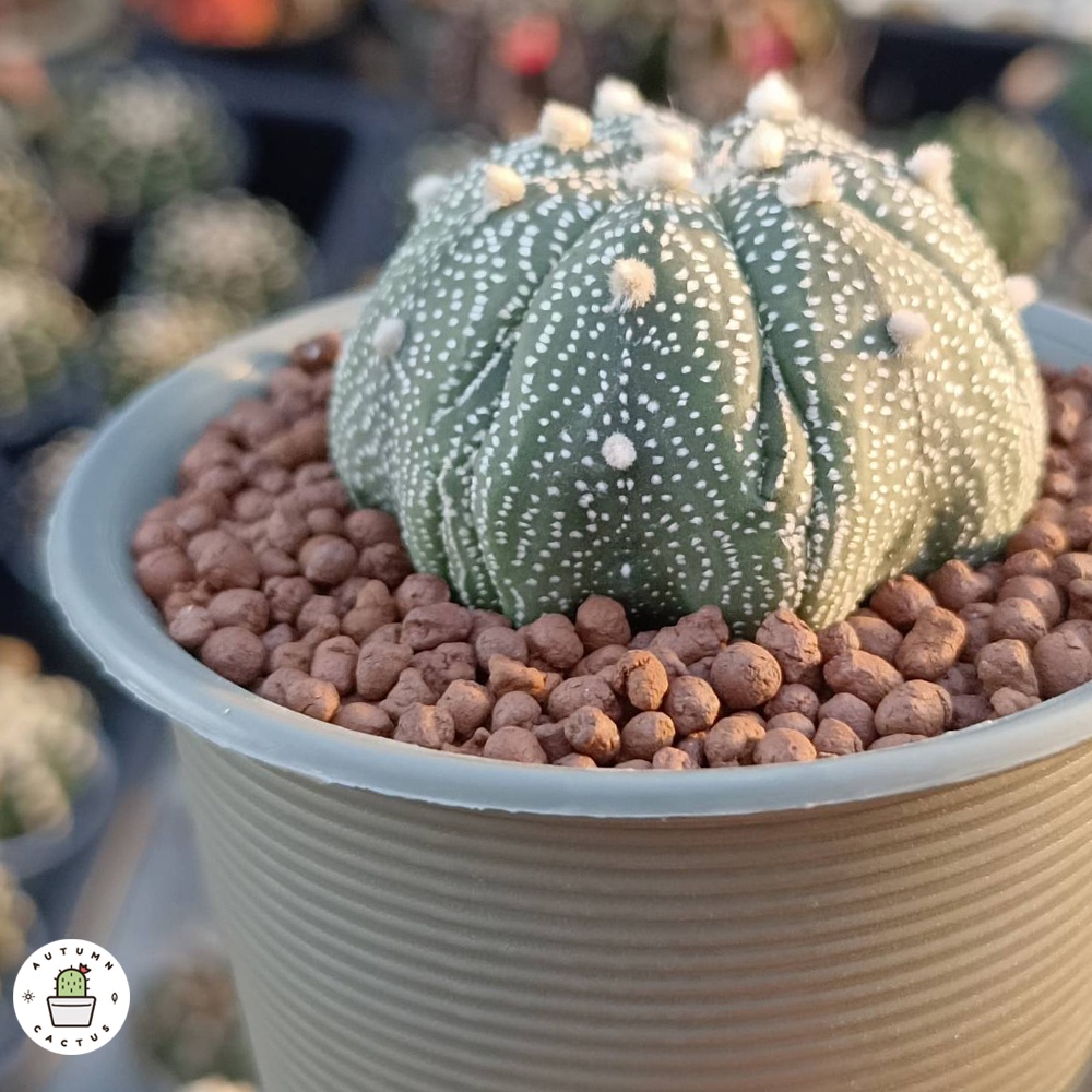 🟤 popper ป๊อบเปอร์ เม็ดดินเผา ดินมวลเบา โรยหน้ากระถาง ผสมดินปลูก ปอปเปอ บรรจุ 1 ลิตร 🟤🟤 - รูปที่ 4