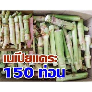 พันธุ์หญ้าเนเปียแคระ 150 ท่อน