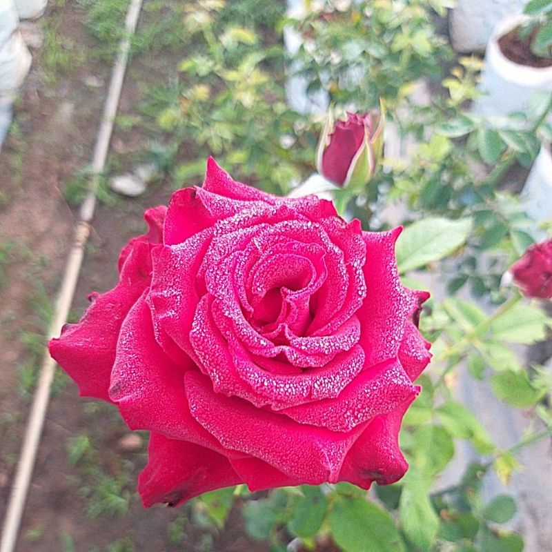 กุหลาบ⚘พุ่มดอกใหญ่บานทน เรดบาคาร่า