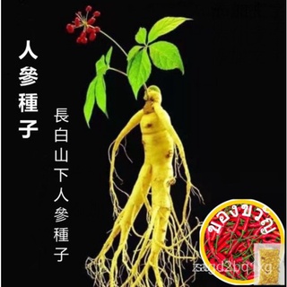 Zhuqi Flower Seed อุตสาหกรรมเมล็ดพันธุ์โสมภูเขา Changbai โสมป่าโสมอเมริกันโสมอเมริกันงอกง่ายในสี่ฤดูกาลวัสดุสมุนไพรจีนเม