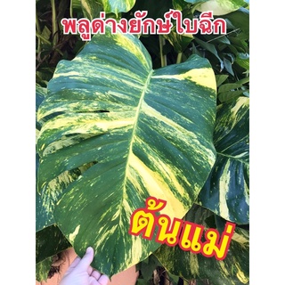พลูด่างยักษ์ใบฉีก ไม้ฟอกอากาศ