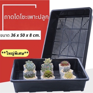 🌵สินค้าพร้อมส่ง🌵 ถาดไดโซะ ถาดเพาะเมล็ด ตะกร้าเพาะ กระบะเพาะ