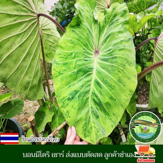 บอน บอนมิโดริ เซาร์ โคโลคาเซีย มิโดริ ซาวร์ Colocasia Midori Sour ส่งแบบตัดสด ลูกค้าชำเอง สายพันธุ์แท้ กำลังเป็นที่นิยม