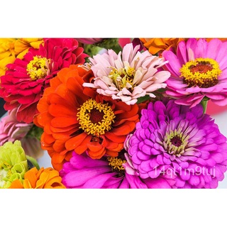 YPF Zinnia Palette D Artiste Seedsสวน/กางเกง/seeds/ผู้ชาย/ดอกทานตะวัน/เสื้อ/ผักกาดหอม/มะละกอ/พาสต้า/ผักชี/ PROA