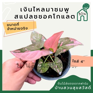 เงินไหลมาด่างชมพูชอคโกแลต กระถาง 4 นิ้ว syngonium สีสวยหวาน เงินไหลมาด่างชมพู