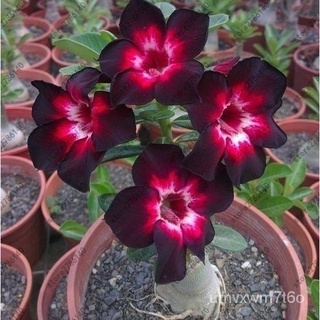 20pcs Adenium Obesumเมล็ดพันธุ์กุหลาบไร้น้ำหายากเมล็ดพันธุ์ดอกไม้ไทยผักชี/สวน/กุหลาบ/เมล็ด/พาสต้า/หมวก/ดอกทานตะวัน/แอปเป