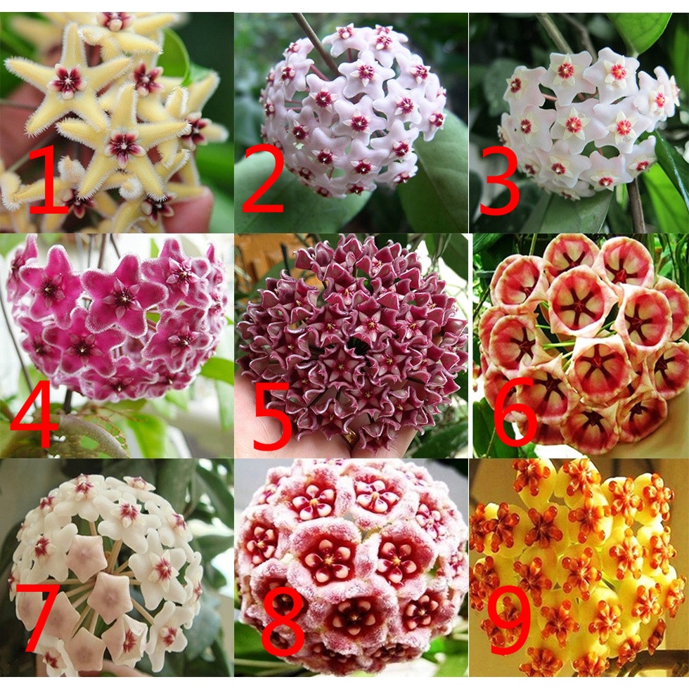 NEW 30Pcs Mixed Color new Hoya seeds orchid seeds Home Garden Plant Seed  Garden Decor | Shopee Thailand