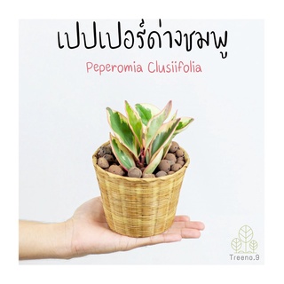 Treeno.9 T452 เปปเปอร์ด่างชมพู (Peperomia Clusiifolia) กระถาง 4 นิ้ว สูง 15-20 ซม. ต้นไม้ประดับ ลวดลายด่าง ไม้ฟอกอากาศ เป็นต้นไม้มงคล