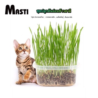 MASTI LI0244 ขนมแมว ชุดหญ้าแมว (รวมกล่อง + ดิน1 ห่อ + เมล็ดพืช 1 ห่อ) ข้าวสาลีออร์แกนิคพันธ์ฝาง (หญ้าแมว)พร้อมปลูก
