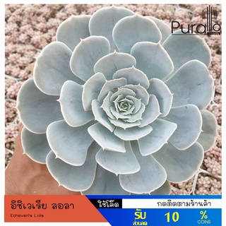 ต้นไม้อวบน้ำ ไซด์แม่พันธุ์ กุหลาบหิน อิชิเวเรีย ลอลา Echeveria Lola #succulents #Echeveria #กุหลาบหิน