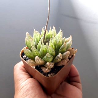 Haworthia ไฮบริด/ฮาโวเทีย/ไม้อวบน้ำ/กระบองเพชร/ต้นไม้น่ารัก Haworthia sp.aff.dekenahii