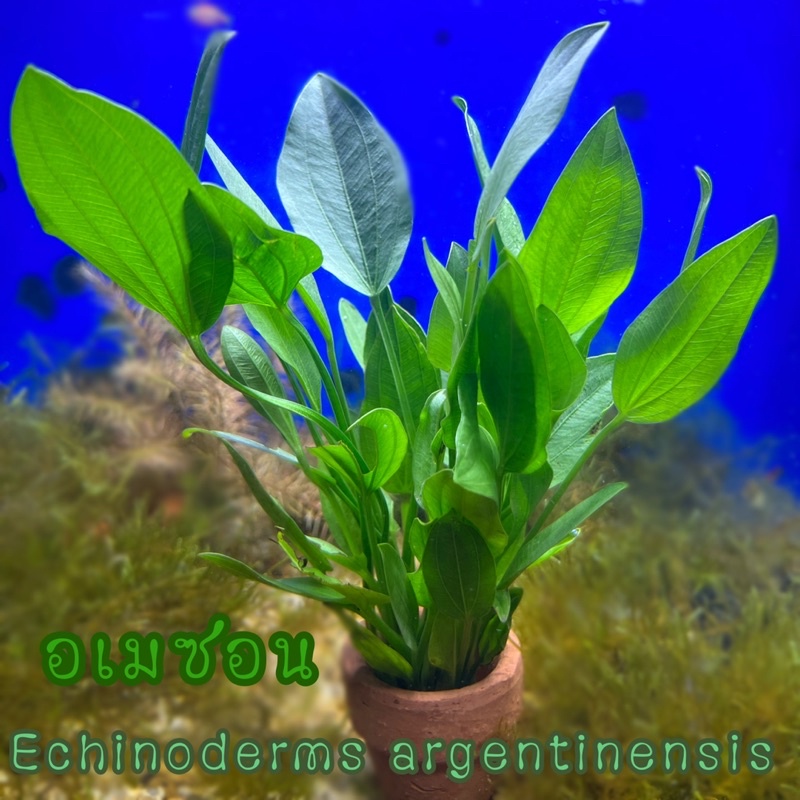 ซื้อ ลด20% โค้ด MTRPDSEP9 | อเมซอน พร้อมกระถาง Echinoderms argentinensis