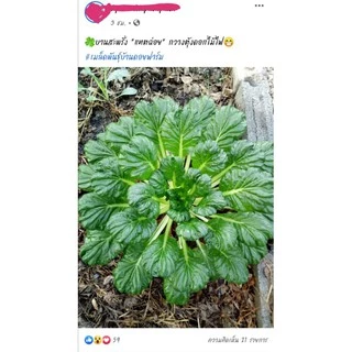 150 เมล็ด กวางตุ้งดอกไม้ไฟ​ Tatsoi​