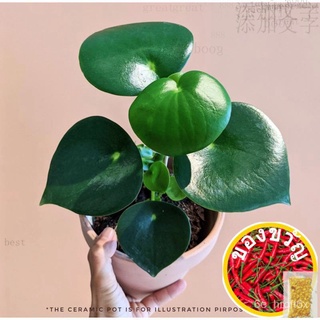 GPS Green Plant Society live plant Peperomia Raindrop向日葵/花园/男装/帽子/儿童/手链/生菜/香菜/内裤/种子/ 6BC2