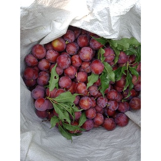 เชอรี่ดอยไทย3โล159ถูกๆเบอร์รวม