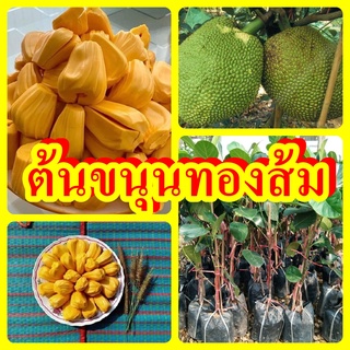 ขนุนทองส้ม เนื้อสุกสีเหลืองทอง หอม หวาน ต้นพันธุ์ทาบกิ่งสูง 40-50 ซม.แข็งแรงพร้อมปลูก รับประกันพันธุ์แท้ 100%