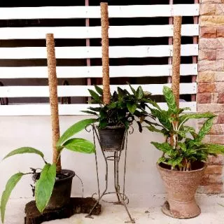 ถูกมาก!!! 🌿เสาไม้เลื้อย/ดามต้นไม้