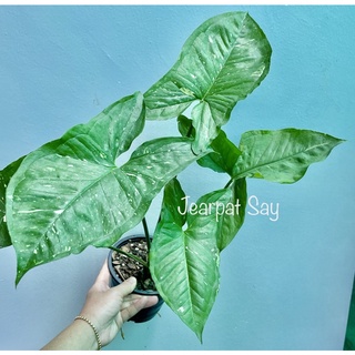 Syngonium Panda Galaxy  (ซิงโกเนี่ยม เงินไหลมาแพนด้ากาแล็คซี่)