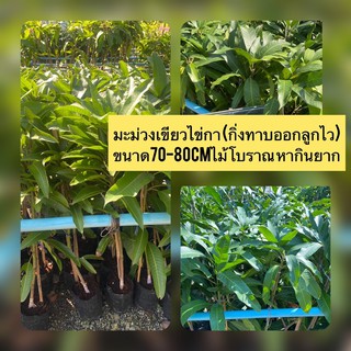 มะม่วงเขียวไข่กา (กิ่งทาบออกลูกไว) ขนาด70-80cmไม้โบราณ หากินยาก