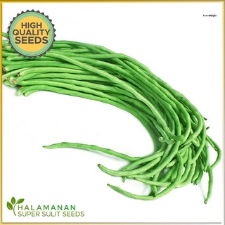 BEANS - GREEN SITAO / YARD LONG BEANS SUPER SULIT VEGETABLE SEED PACK [Halamanan PH] กางเกง/ผักชี/แม่และเด็ก/ดอกทานตะวัน