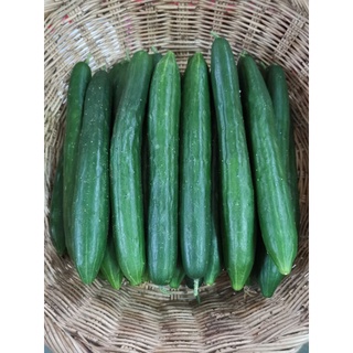 แตงกวาญี่ปุ่น Japanese cucumber จากเชียงใหม่