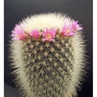 แมมมิลลาเลีย สปินโนซิสสิมา Mammillaria Spinnosissma