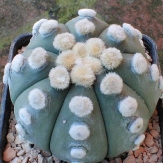 Astrophytum asterias cv. Ooibo + Ruri (nudum) 10เมล็ด.-89