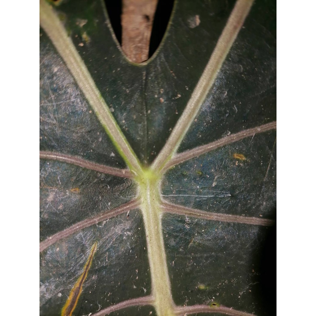 บอนดำสตูล กระดูกชมพูแท้ - รูปที่ 3