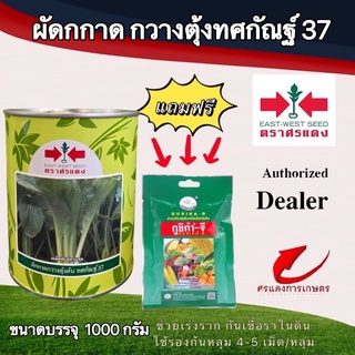 เมล็ดพันธุ์ กวางตุ้งทศกัณฐ์ 500g แถมกูซิก้าจี ซองเล็ก